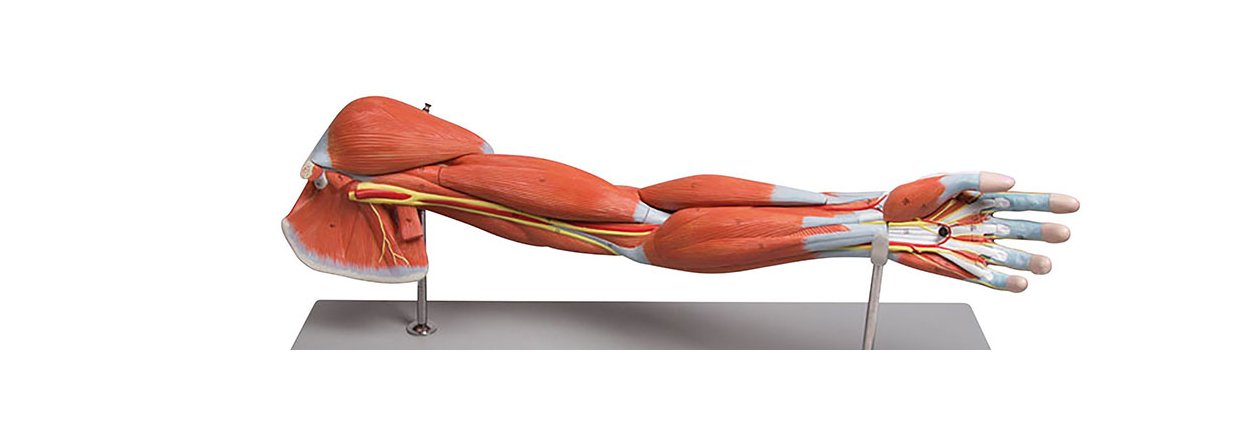 ANATOMI, TERAPI & GENOPTRÆNING