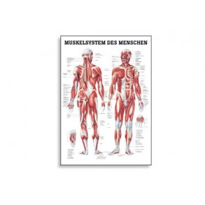 MENNESKETS MUSKELSYSTEM PLAKATER