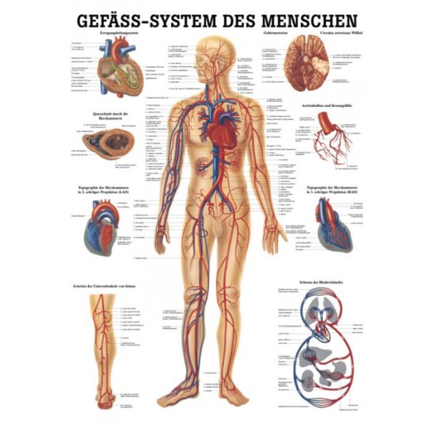 MENNESKETS VASKULRE SYSTEM PLAKATER