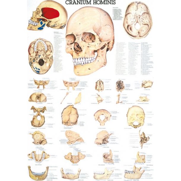 DET MENNESKELIGE KRANIUM PLAKATER