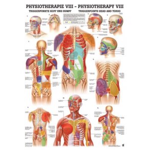 MENNESKETS TRIGGERPUNKT HOVED/TORSO PLAKATER