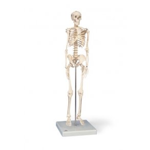 ANATOMISKE SKELETTER 