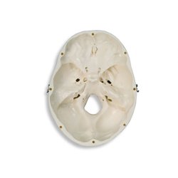 ANATOMISKE KRANIE SKELETTER MED HALSHVIRVEL