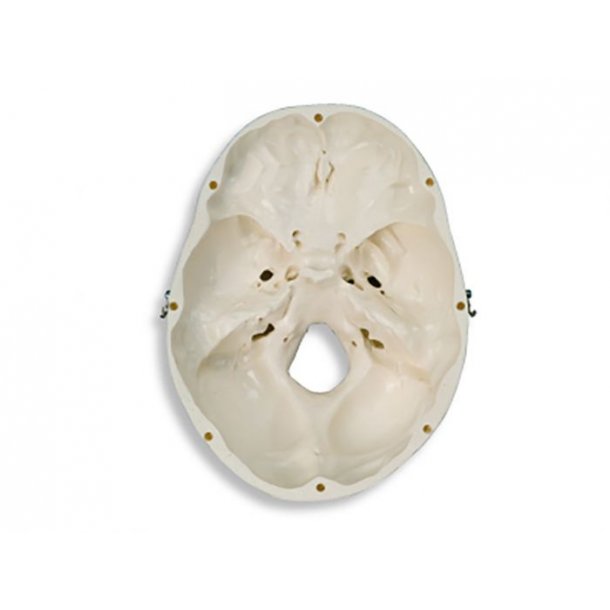 ANATOMISKE KRANIE SKELETTER MED HALSHVIRVEL