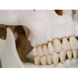 ANATOMISKE KRANIE SKELETTER MED HALSHVIRVEL