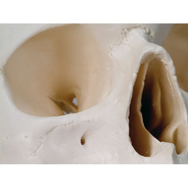 ANATOMISKE KRANIE SKELETTER MED HALSHVIRVEL