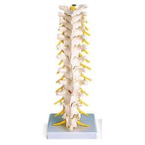 ANATOMISKE MODELLER AF BRYSTRYGGEN