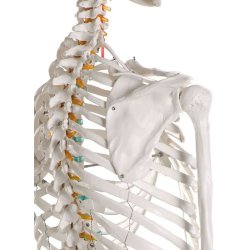 ANATOMISKE SKELETTER "OSCAR" SKOLESKELET