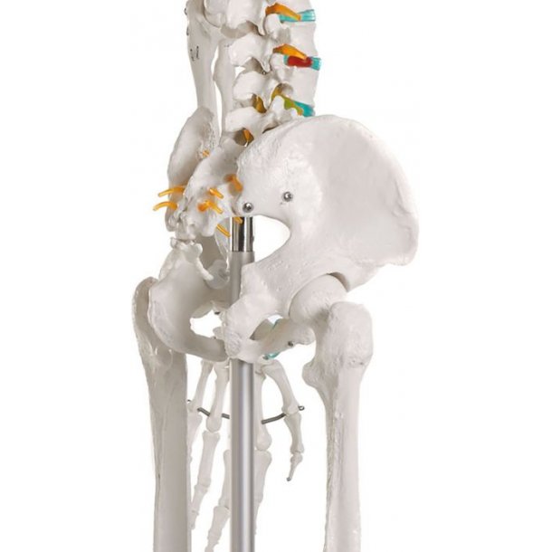 ANATOMISKE SKELETTER "OSCAR" SKOLESKELET