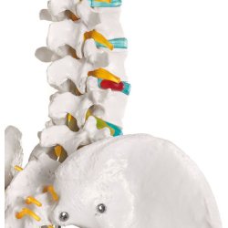 ANATOMISKE SKELETTER "OSCAR" SKOLESKELET