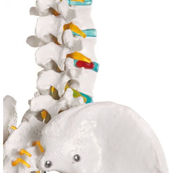 ANATOMISKE SKELETTER "OSCAR" SKOLESKELET