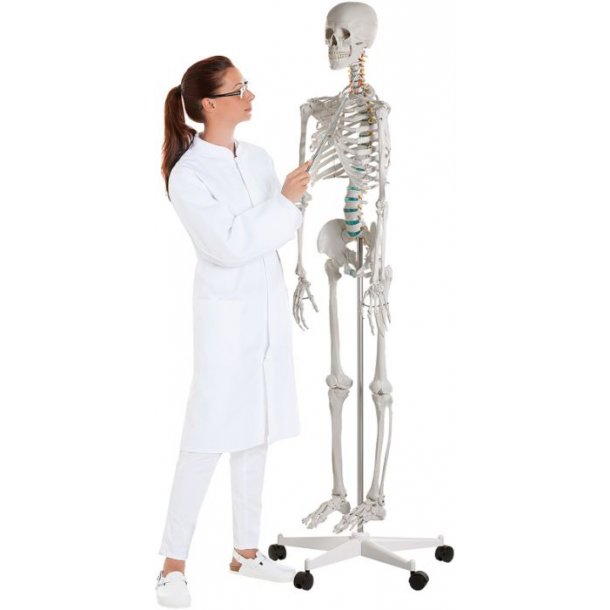 ANATOMISKE SKELETTER "OSCAR" SKOLESKELET