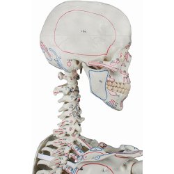 ANATOMISKE SKELETTER "ARNOLD"