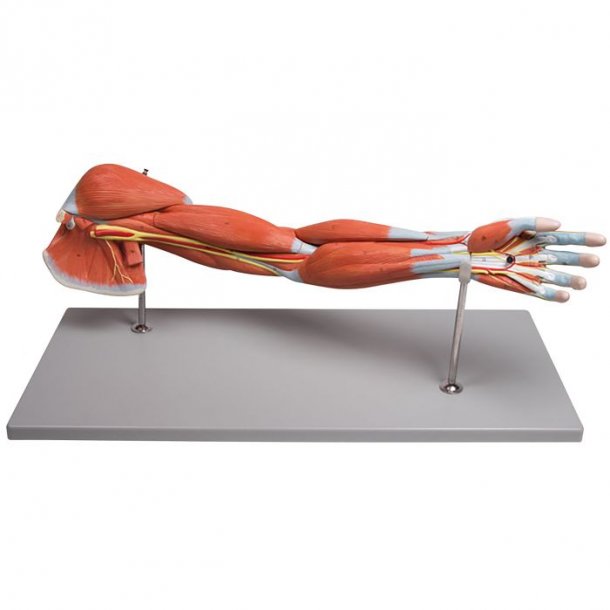 ANATOMISK ARMMUSKULATUR MODEL (7 DELE)