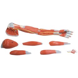 ANATOMISK ARMMUSKULATUR MODEL (7 DELE)