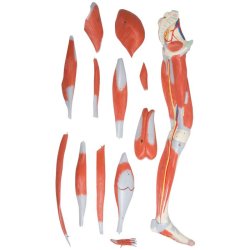 ANATOMISK BENMUSKULATUR MODEL (13 DELE)