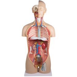 ANATOMISK TORSO (27 DELE) INKL. CD