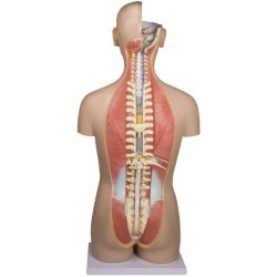 ANATOMISK TORSO (27 DELE) INKL. CD