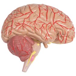 ANATOMISK TORSO (27 DELE) INKL. CD