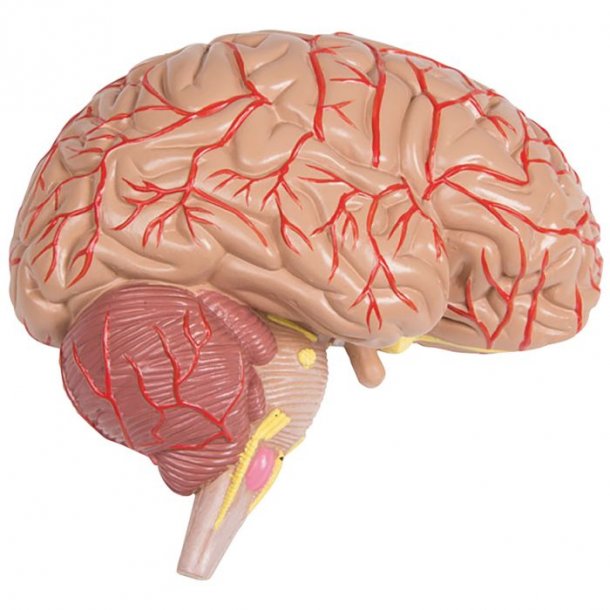 ANATOMISK TORSO (27 DELE) INKL. CD