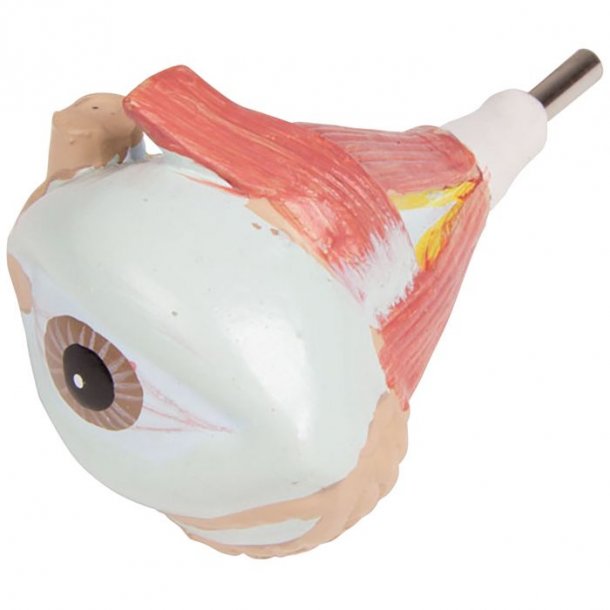 ANATOMISK TORSO (27 DELE) INKL. CD