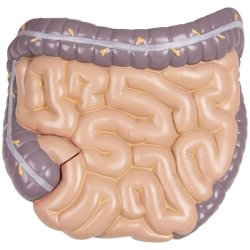 ANATOMISK TORSO (27 DELE) INKL. CD