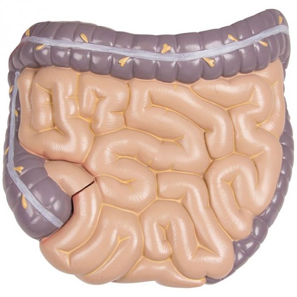 ANATOMISK TORSO (27 DELE) INKL. CD