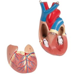 ANATOMISK TORSO (27 DELE) INKL. CD