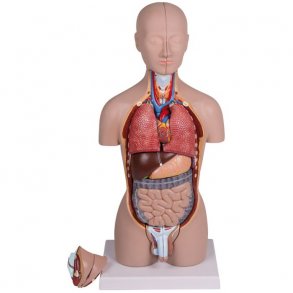 ANATOMISK MINI TORSO (16 DELE)