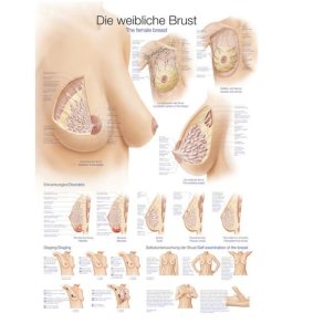 DET KVINDELIGE BRYST PLAKATER