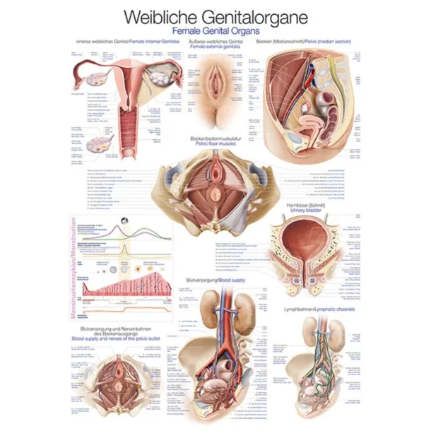 GENITIAL ORGAN (KVINDE) PLAKATER