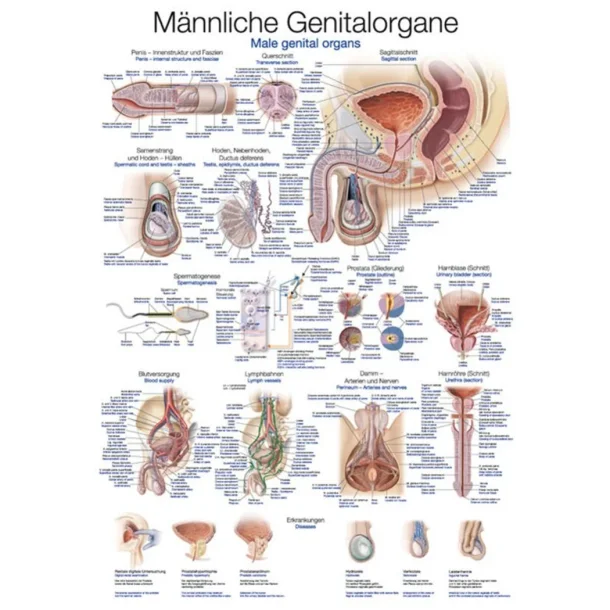 GENITIAL ORGAN (MAND) PLAKATER