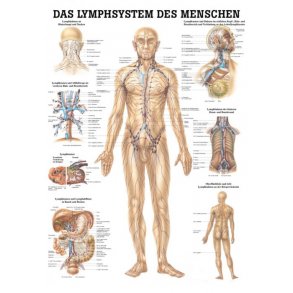 MENNESKETS LYMFESYSTEM PLAKATER