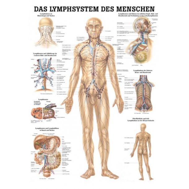 MENNESKETS LYMFESYSTEM PLAKATER