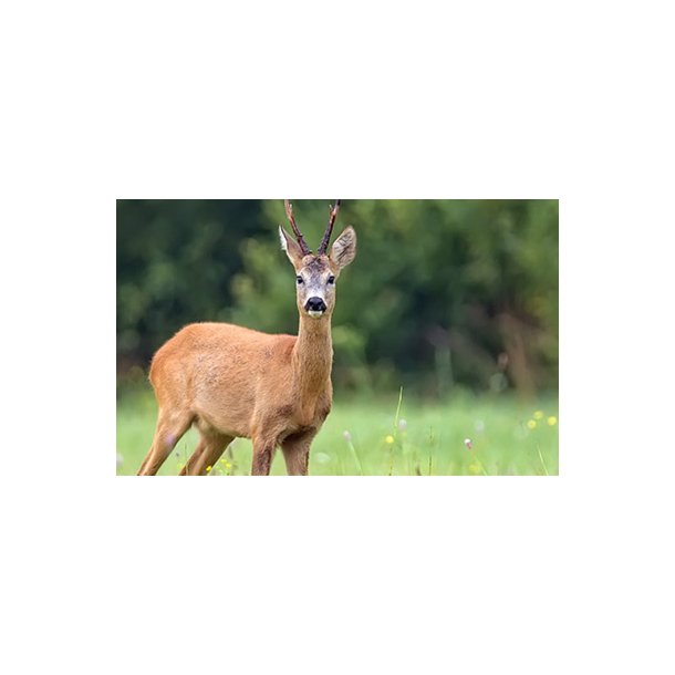 C-FLEX AFSKRMNINGSNET