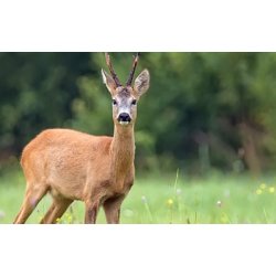 D-FLEX AFSKRMNINGSNET