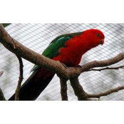 E-FLEX AFSKRMNINGSNET